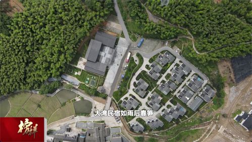 綠色大灣村 紅色旅游與茶香迎客，繪就特色發(fā)展新畫卷